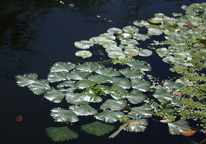  горіх (Trapa natans L.)